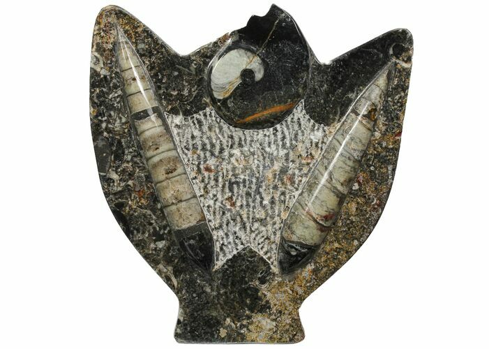 Fossil Goniatite & Orthoceras Sculpture - #104258